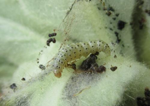 Paracorsia repandalis
